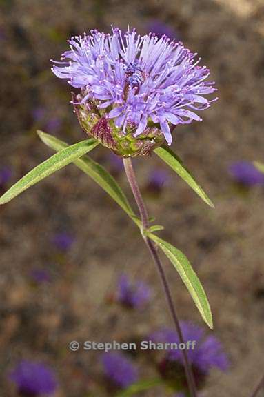 monardella breweri ssp lanceolata 3 graphic